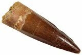 Fossil Spinosaurus Tooth - Real Dinosaur Tooth #329509-1